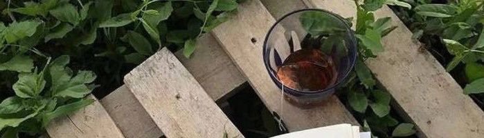 أمّـون🌱's banner