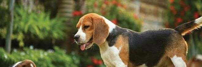 beagle_lover's banner