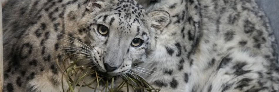 Leo 🥏❄️🐯's banner