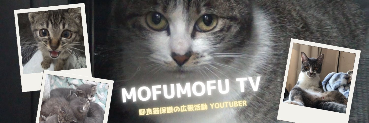 MOFUMOFU TV（もふもふテレビ）【公式アカウント】's banner