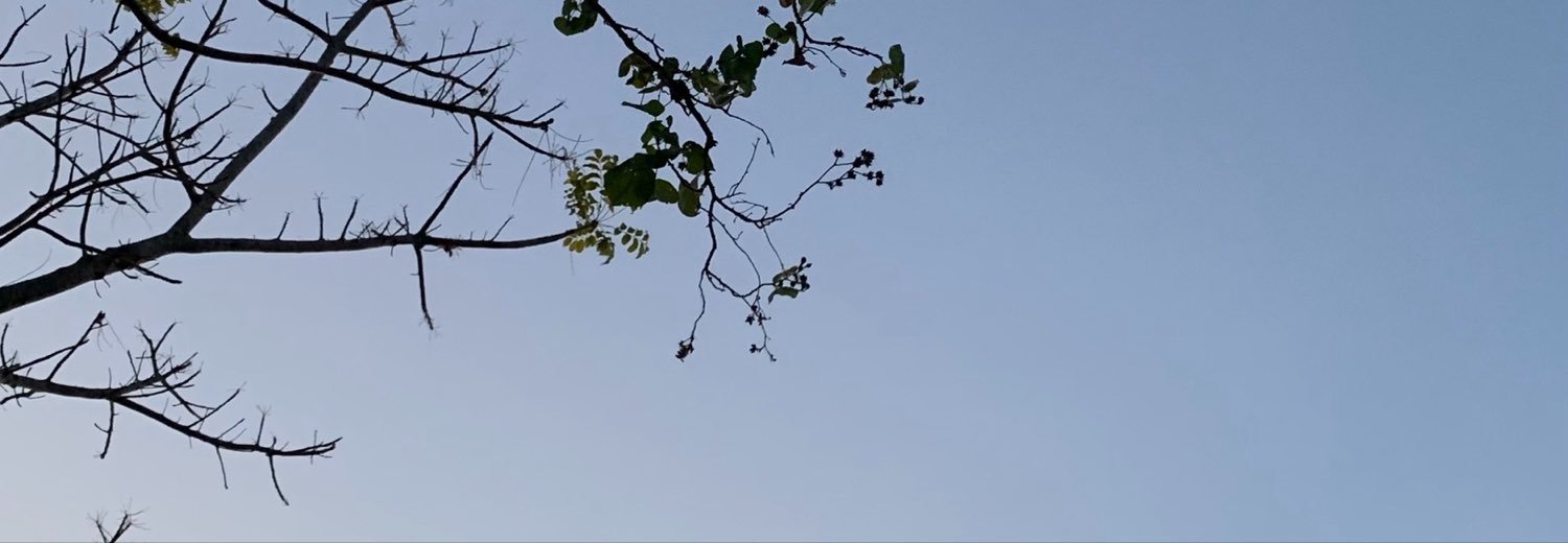 Meww's banner