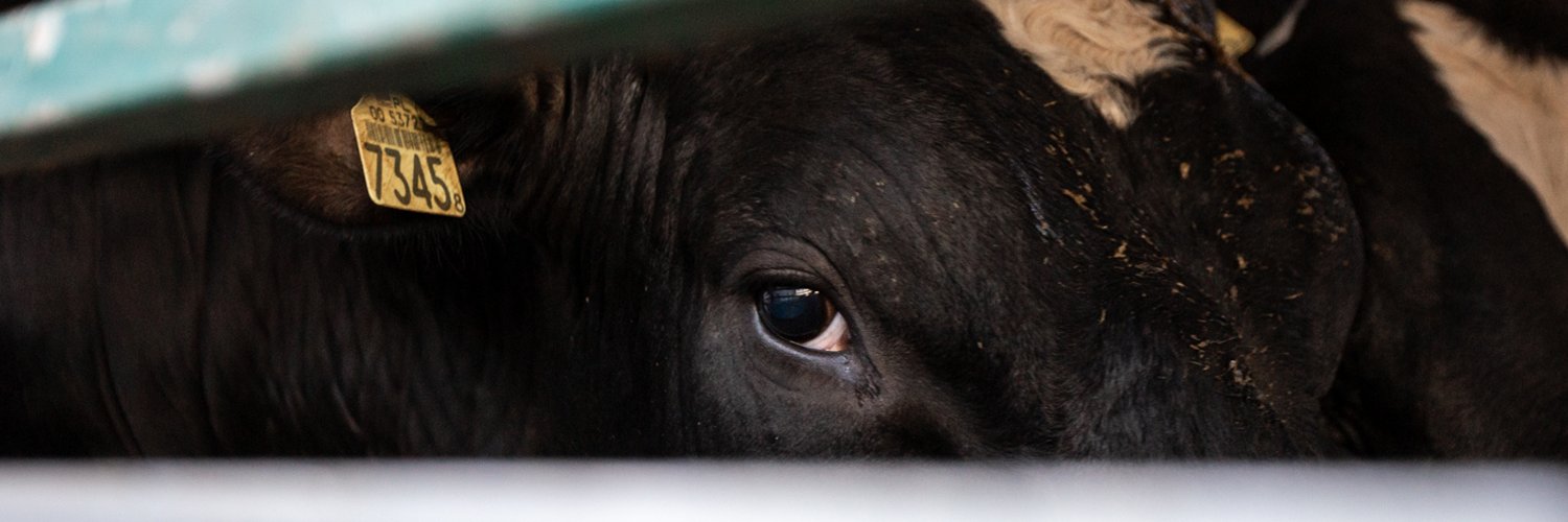 Animal Save Türkiye's banner