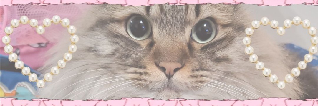 🫠れんれん@が…がぉ🫠's banner