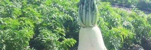Salvemos A Los Vegetales ✊ 🥬🥦🍉's banner