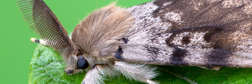 Moth Propaganda 💗🏳️‍🌈💗's banner