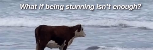 juno carmel (beefy baby)'s banner