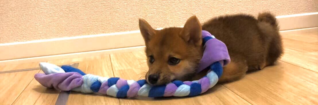 柴犬のアンチョビ's banner
