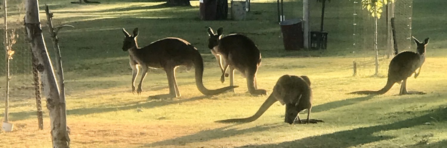Aussie Low Hangers 🇦🇺🥜's banner