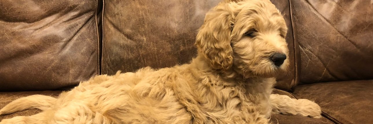 CanineTweeter's banner
