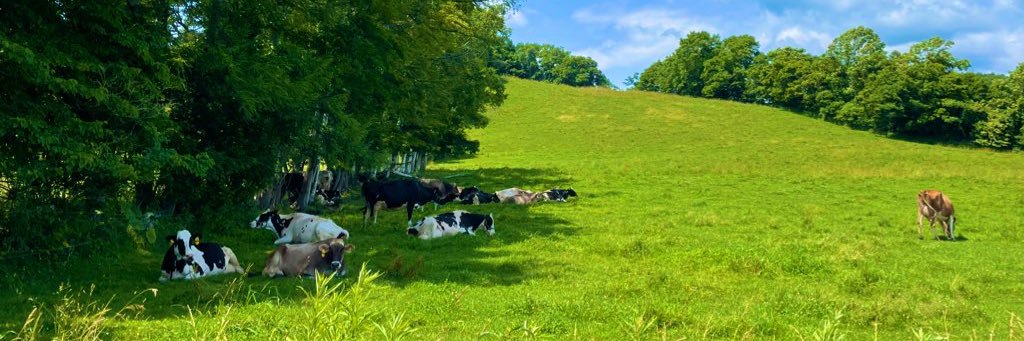 にゃおみー🐮🌱's banner