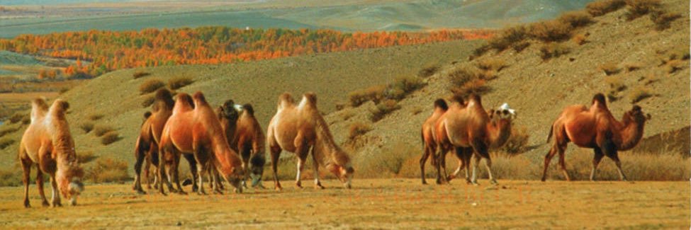 Ботго🐫's banner