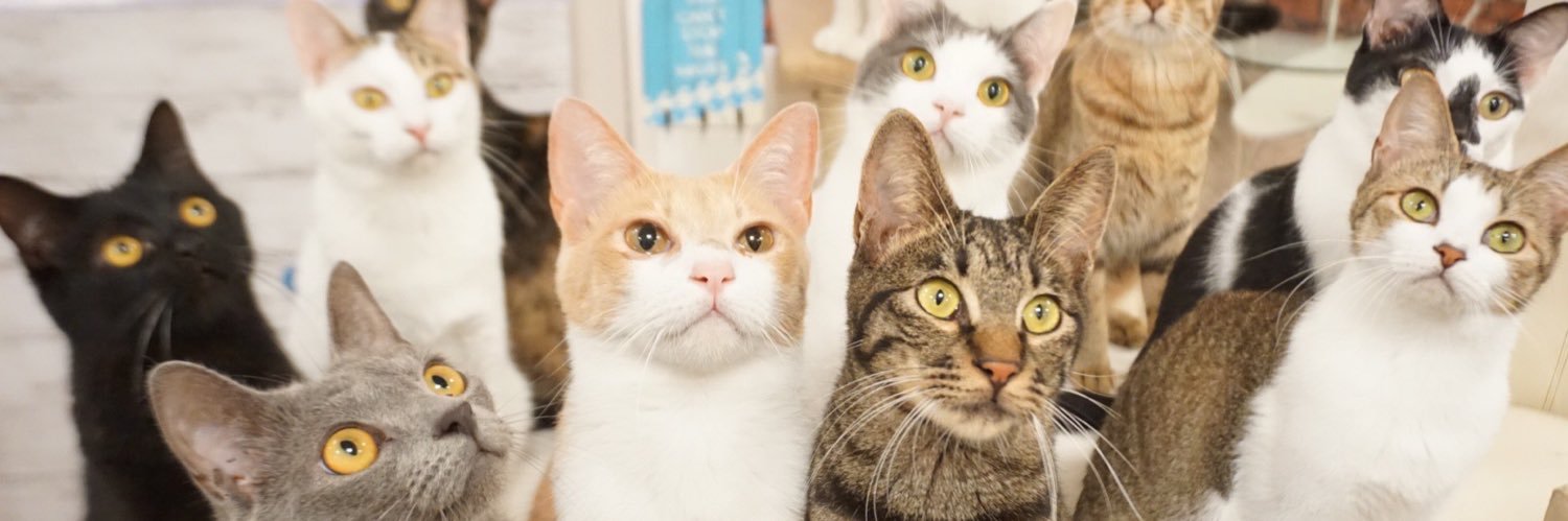 ねこのす 動物保護施設's banner