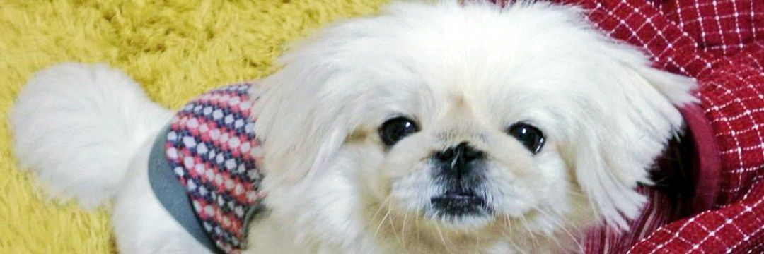 ワク²させてよ!!からかい上手の西兄さん(超武闘派×無党派)💙🤍's banner