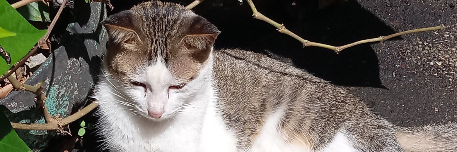 Lonely_Cat's banner