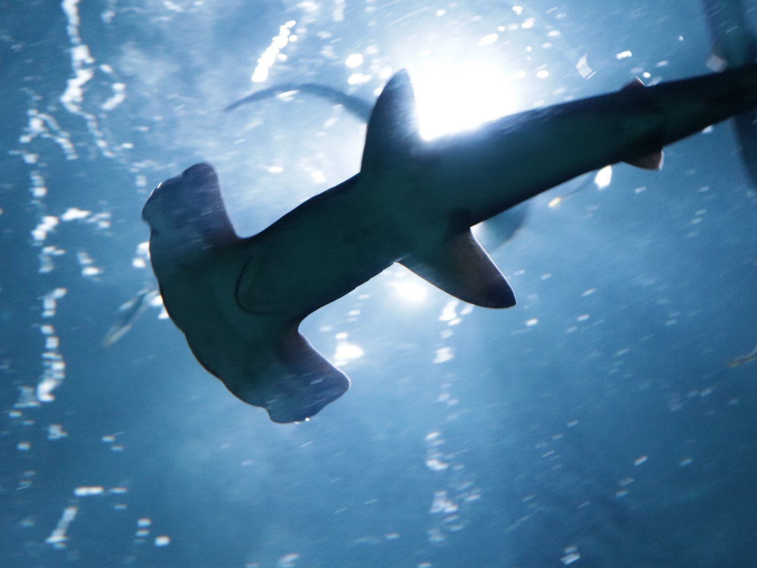 四国水族館 【公式】's banner