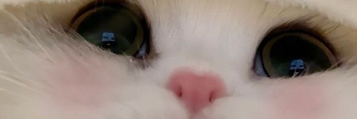 Le's banner
