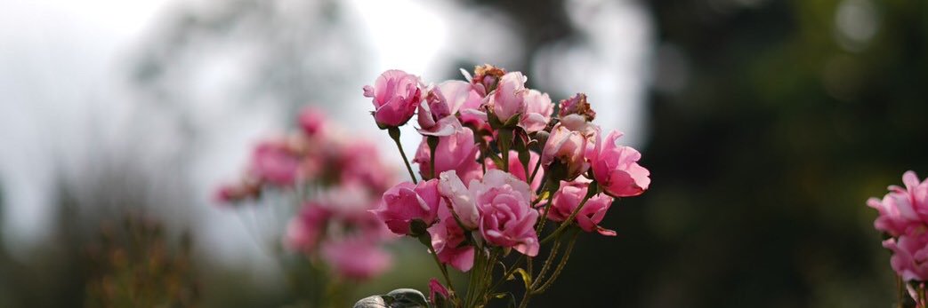 ‘'s banner