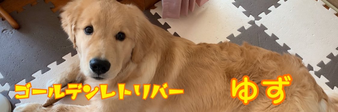 ゆず☀️ゴールデンレトリバー's banner