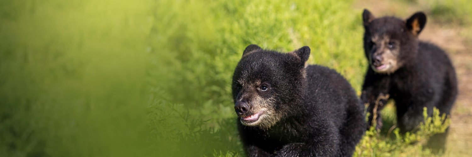 Baylor Bear Habitat's banner