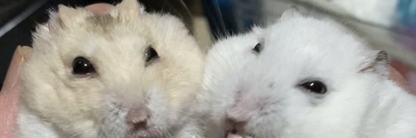 アマネとハム's banner