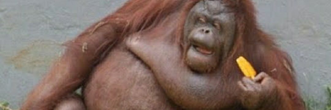 Chonkyy's banner