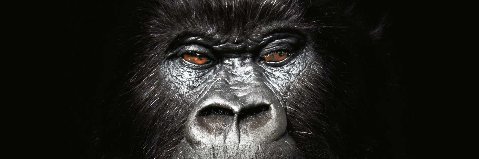 Mr. Gorilla's banner