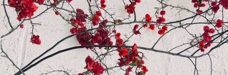 Thay's banner