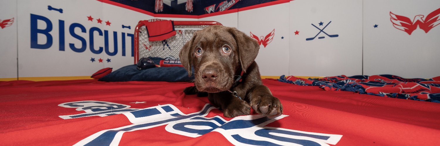 Biscuit's banner