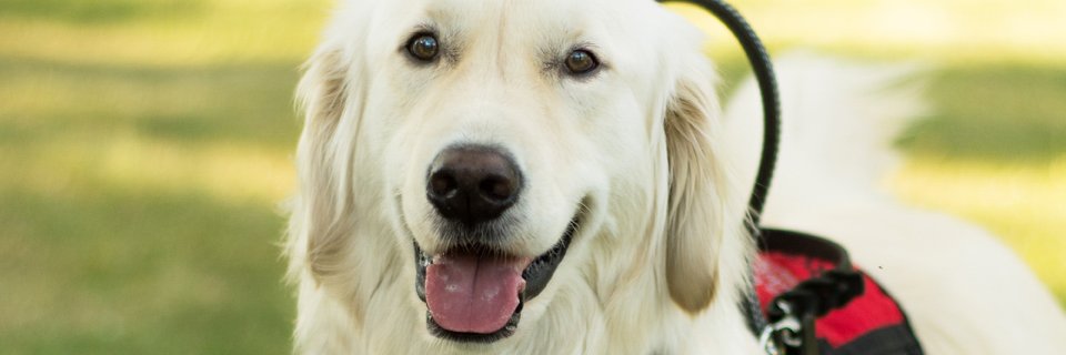 Sampson the Service Dog's banner