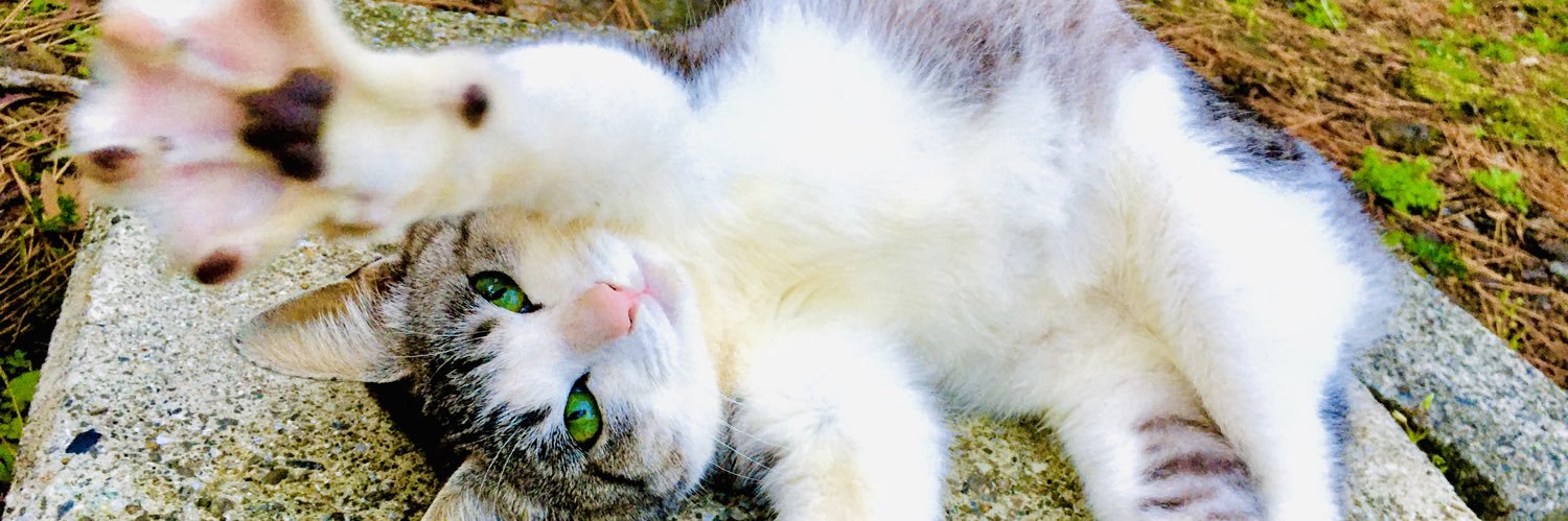 ꧁༺taᖙy༻꧂'s banner