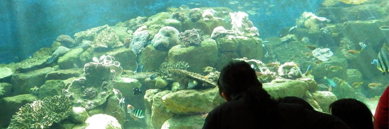 京都大学白浜水族館's banner