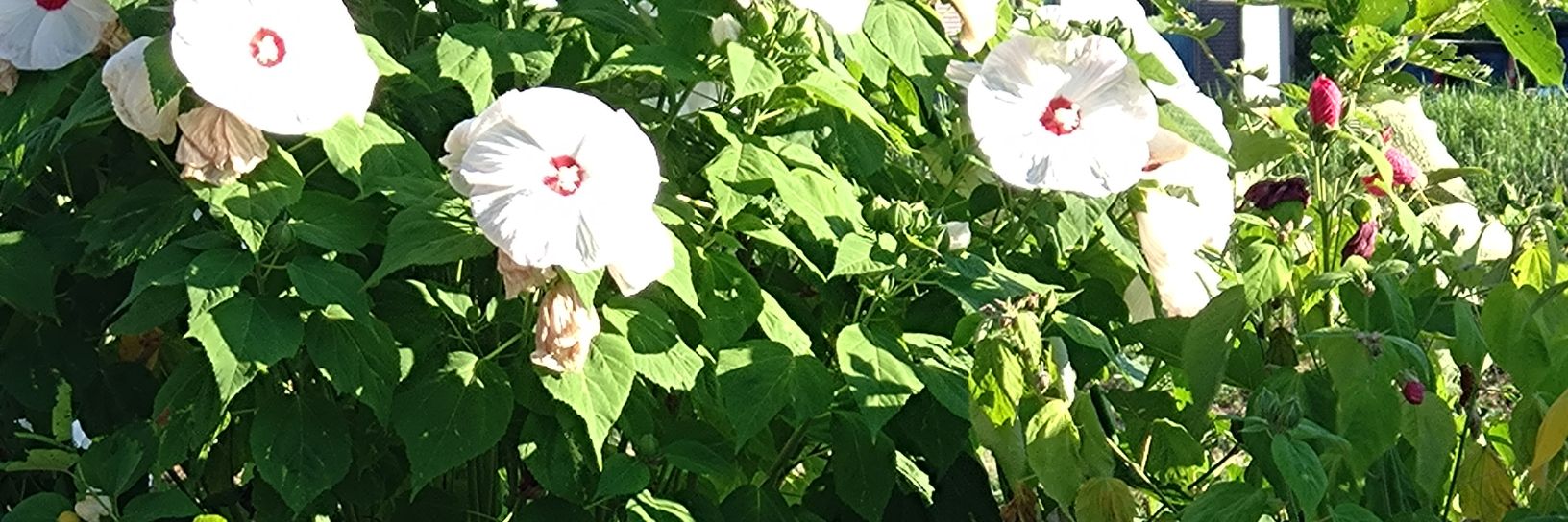 ゆーびず's banner