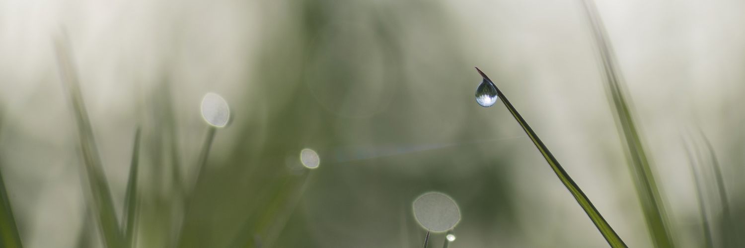 Sunlit Rain's banner