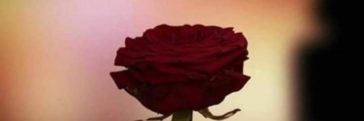 إلهام العنسي's banner