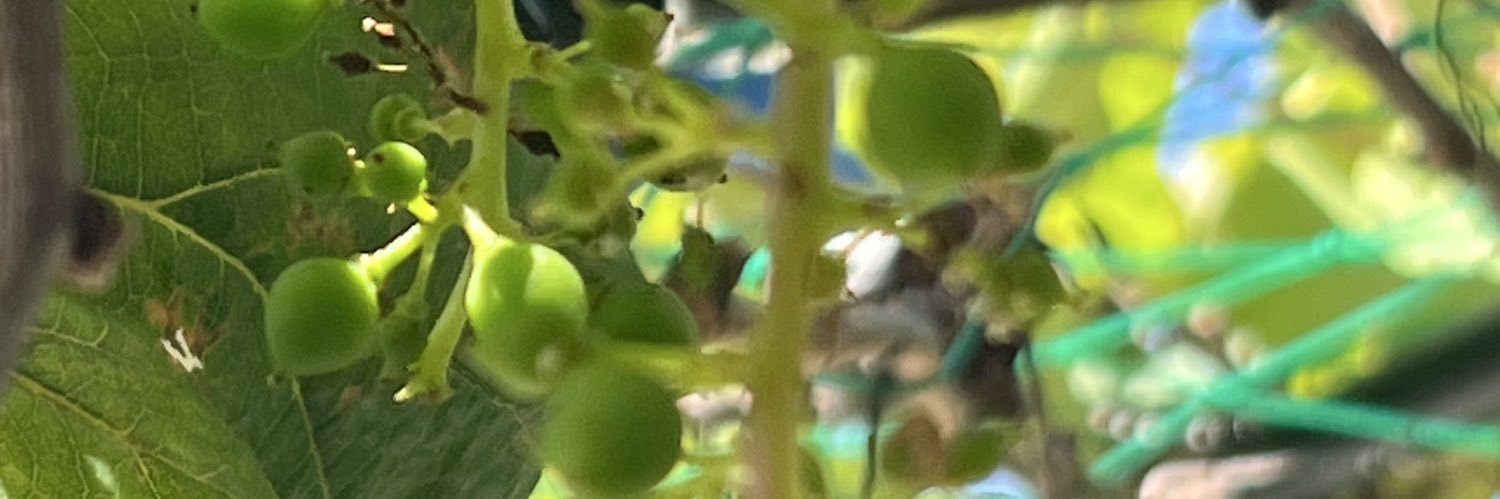 一个新人's banner