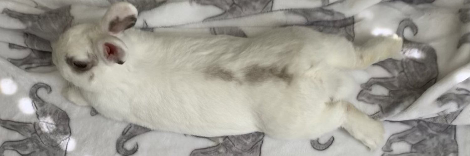 Bunny&Eggy's banner