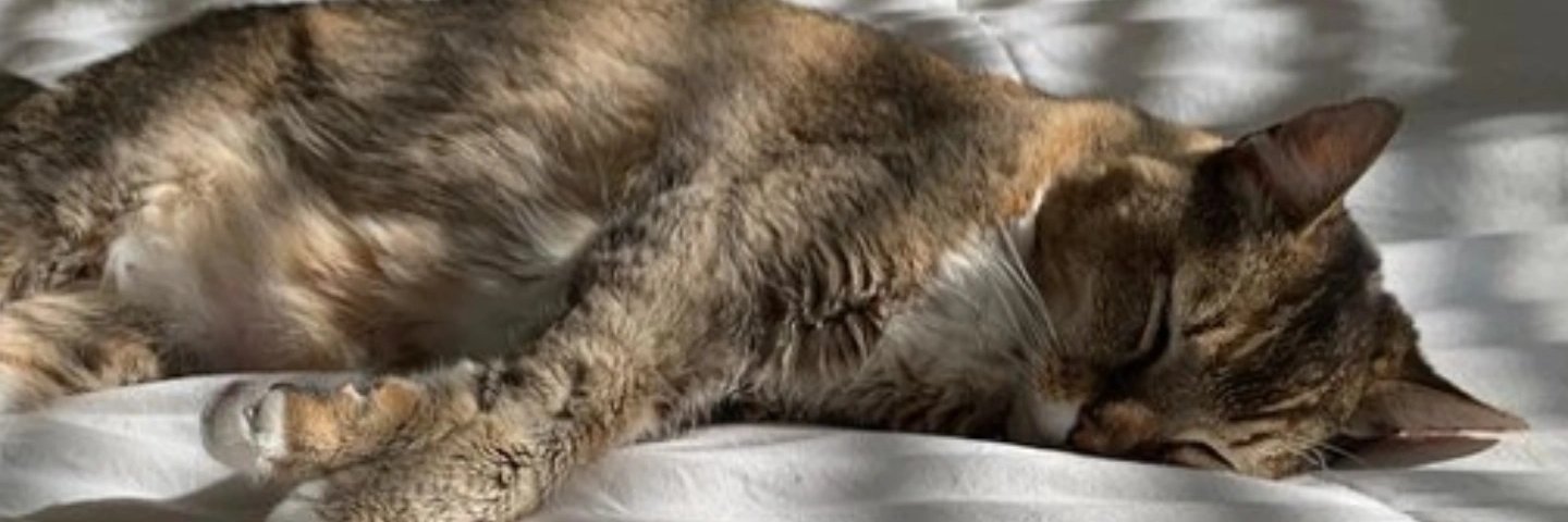 milo's banner