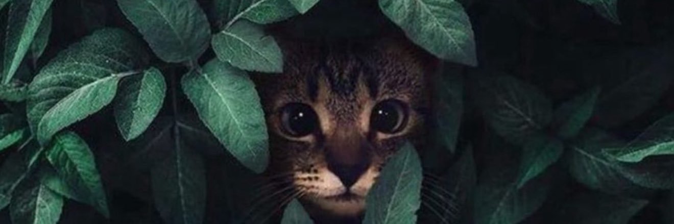 yağmurcum 🌸's banner