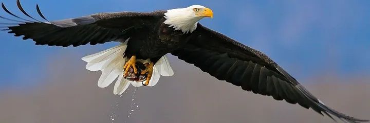 கழுகுப்பார்வை 🦅🇮🇳's banner