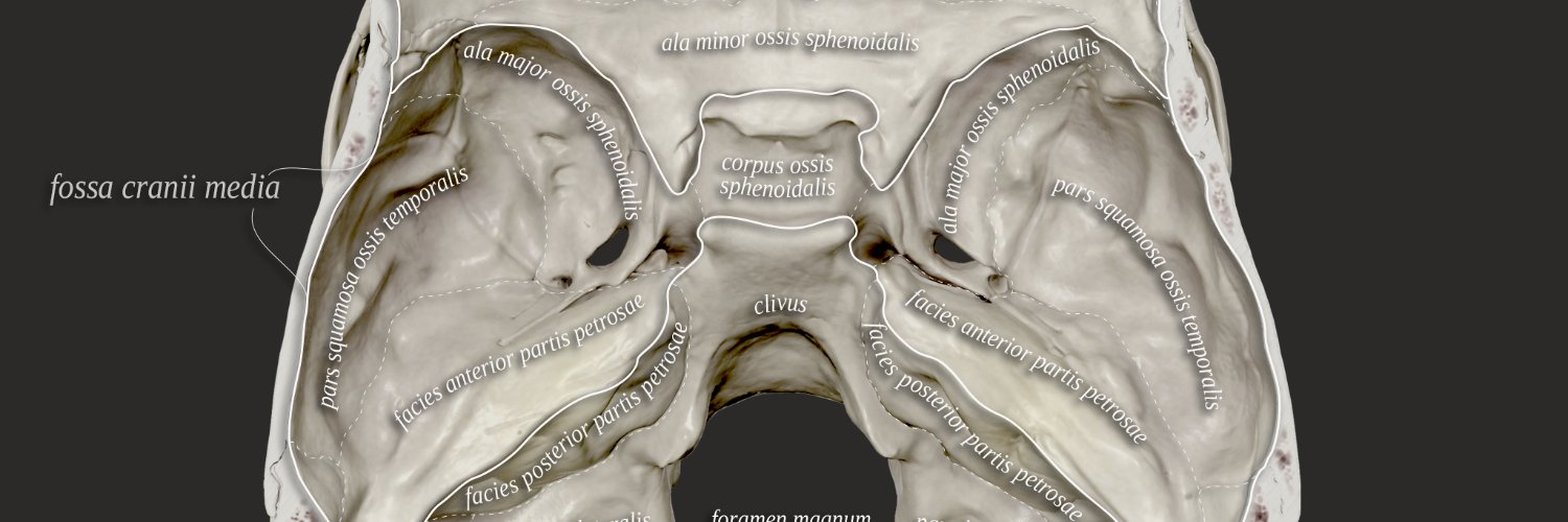 Anatomy Standard's banner