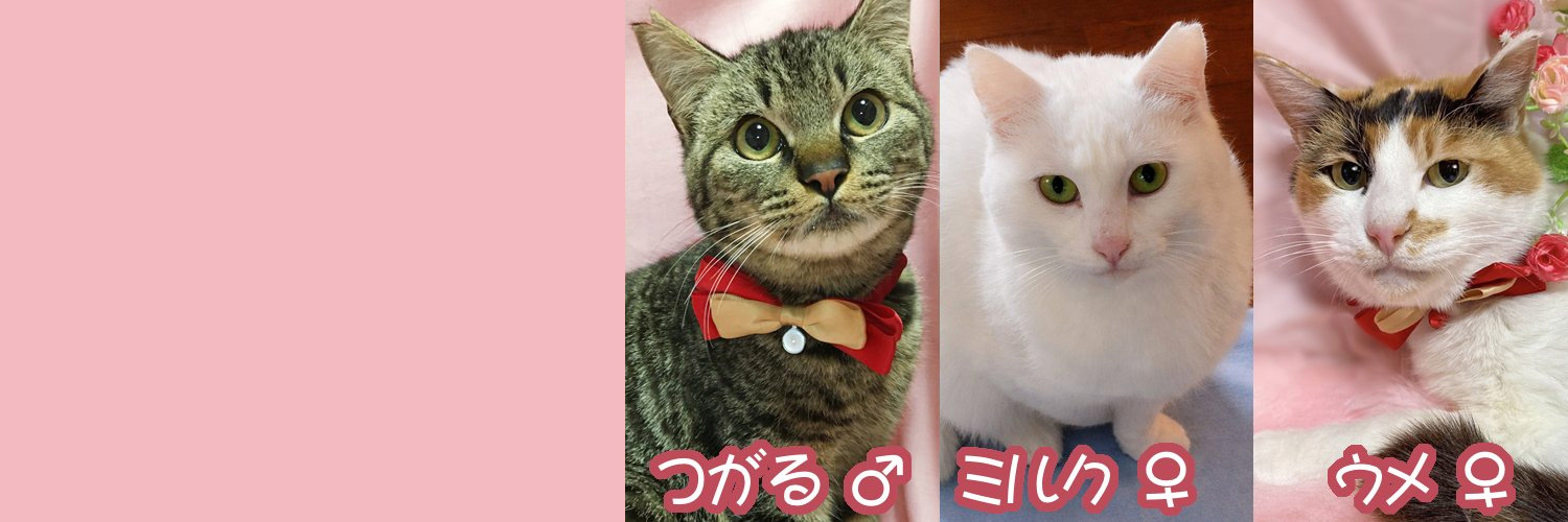はるか🐈10/18(日)おゆみ野イオン Cat'seye保護猫譲渡会's banner