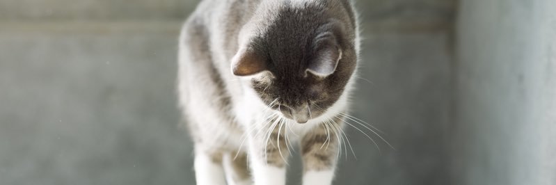 MEG THE CAT's banner