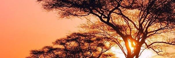 Naked Africa's banner