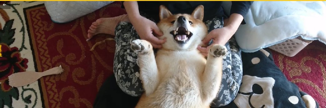 柴犬こてつ's banner