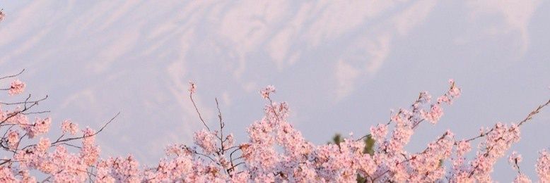 BBulges888 🌸 Fansly 🚾's banner