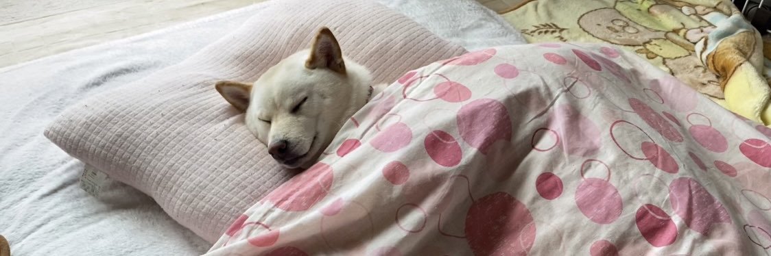 白柴犬はる🌸's banner