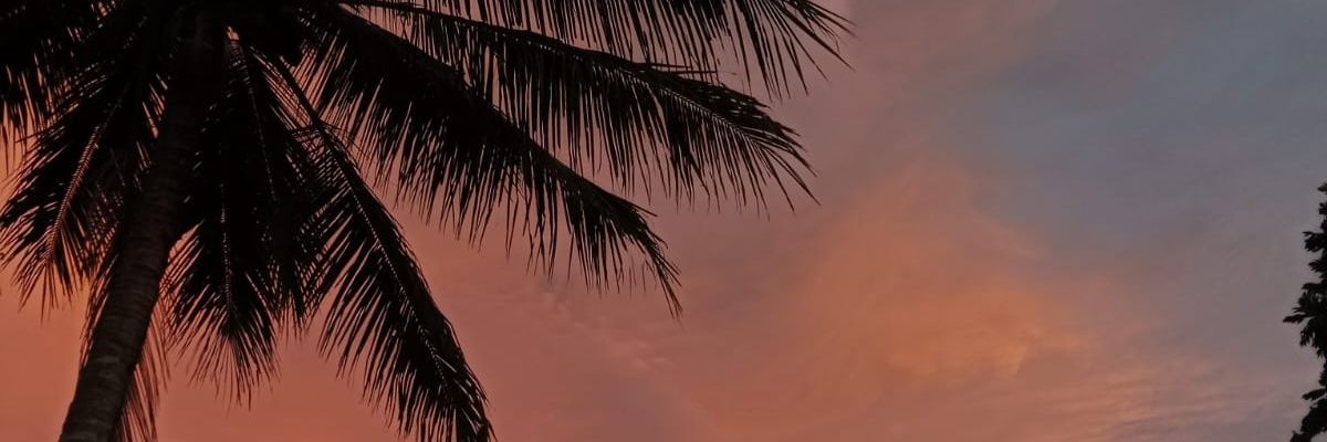 Pingki's banner