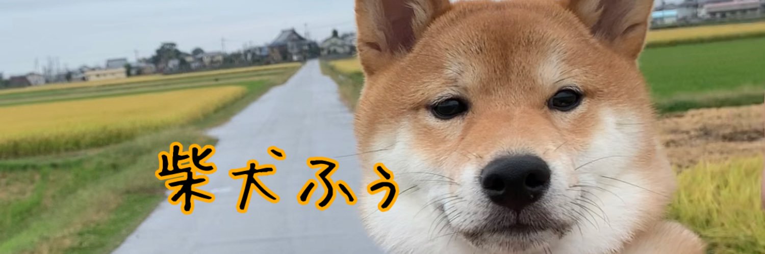 柴犬ふぅ's banner