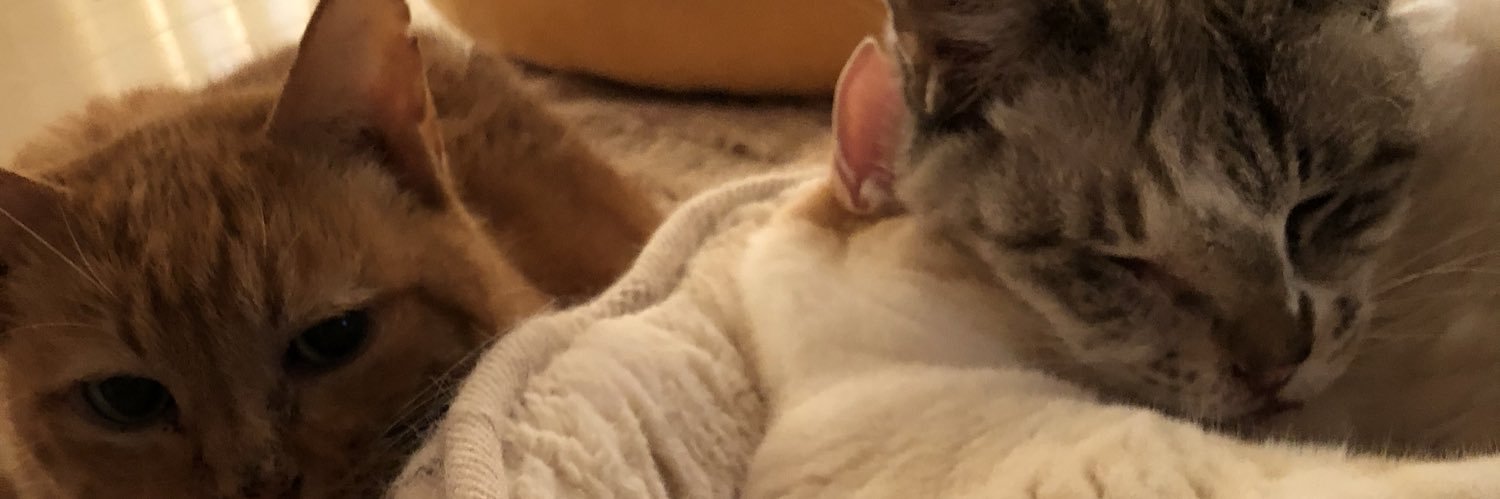 猫みや's banner