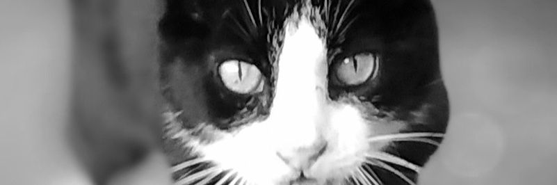 My Cats You Cats's banner